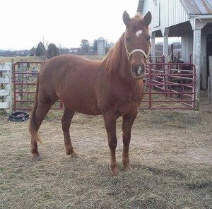 Meet your Posher, Tiffany